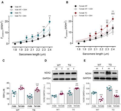 Oxidative stress and inflammation distinctly drive molecular mechanisms of diastolic dysfunction and remodeling in female and male heart failure with preserved ejection fraction rats